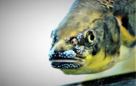 Figure 6: Dominant male showing prominent tubercles on snout and operculum Figure 5: Dominant male showing prominent tubercles, intensified body, and fin coloration