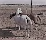 Figure 3: An example of the behavior “Head/Neck over other’s head/neck”. This figure is a still shot of an active motion in which one horse (white) actively passes its head over that of the other horse’s head/neck. For the behavior “Head/Neck under other’s head/neck”, the darker horse would actively pass its head under the head/neck of the white horse.