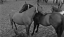 Figure 4: An example of allogrooming behavior. This photograph is of allogrooming when the grooming was mutual and reciprocated.