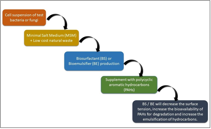 Figure 2: Application of Biosurfactant (BS) or Bioemulsifier (BE) in degradation of polycyclic aromatic hydrocarbons.