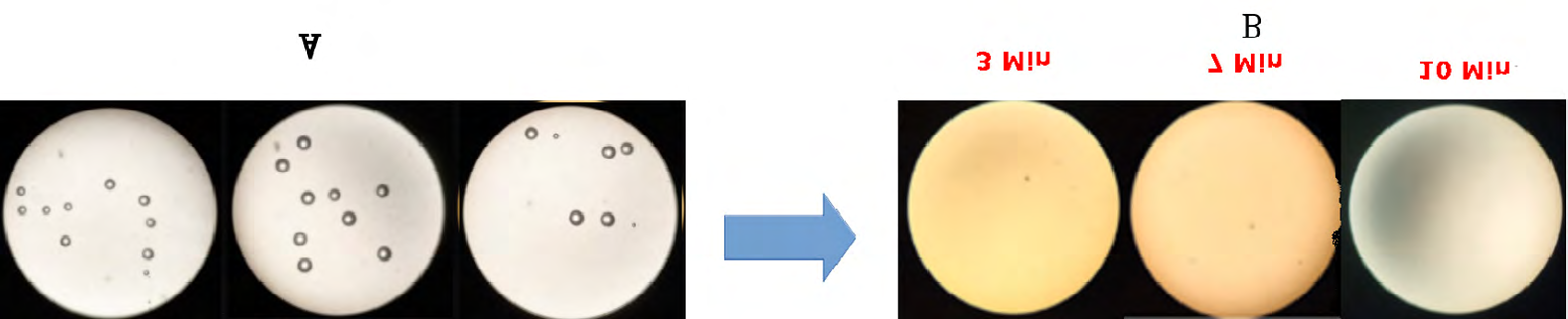Figure 9: A: The yeast fungus before going through the decontamination system. The mediation on the number and dimensions of colonies observed on the 25 experiments was about 5 per figure. B: The yeast fungus after it has gone through the decontamination system filled with mixture of the granulated quartz, after 10 Min and 20 Min.