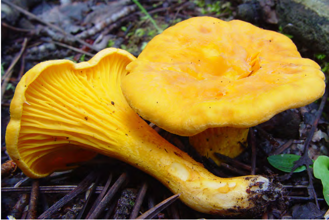 Figure 1: Cantharellus cibarius, (Photo was taken by: Scott T. Bates. Locality: USA, Arizona, White Mountains, Hannagan Meadow.