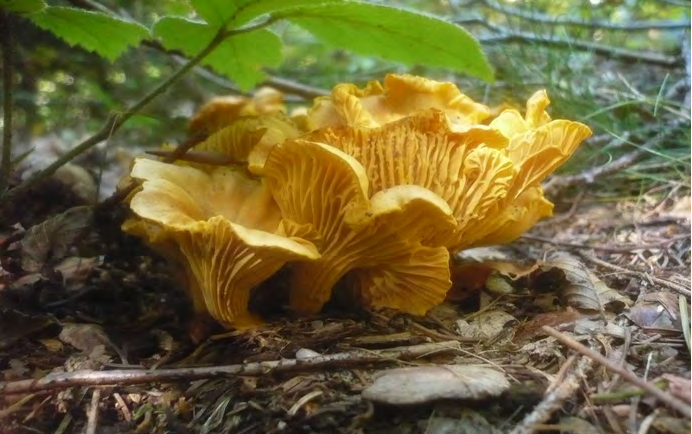 Figure 2: Cantharellus cibarius, (Photo was taken by Gerhard Koller (Gerhard).