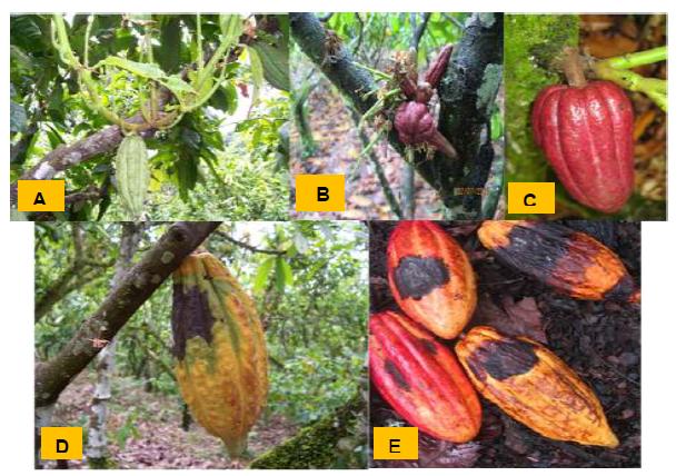 Figure 1: Symptoms of Witches’ Broom disease. A in vegetative tissue. B, C, in a flower cushion. D, E, in pods.