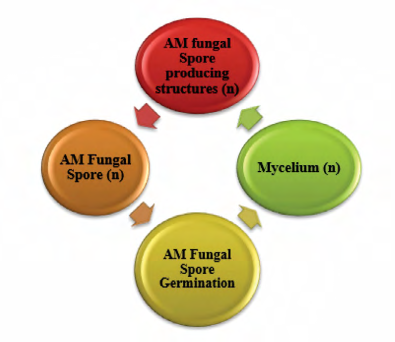 Figure 1: ** Graphical overview of asexual life cycle of AM fungi.