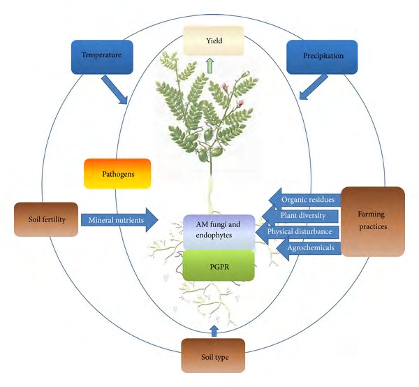 Figure 3: Graphical overview of the relationships between plant associated microbial diversity, crop yield, and environmental conditions in agro ecosystems as influenced by management.
