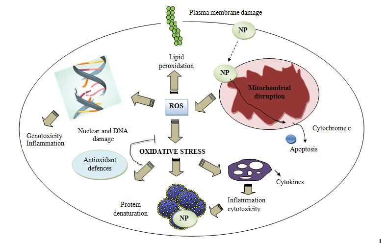 Figure 2: Consequences of oxidative stress induced by nanoparticles in animals.