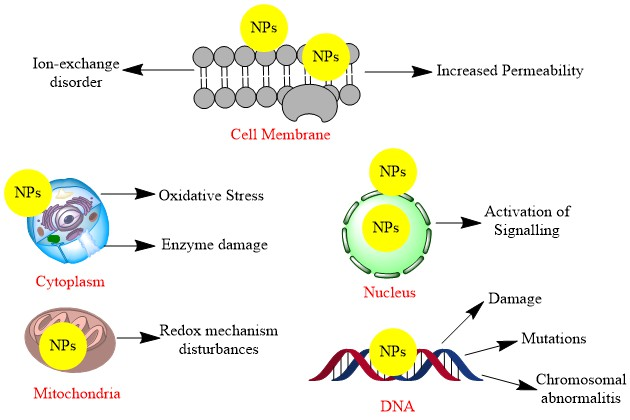 Figure 3: The shape of nanoparticles also affects the cellular uptake and has been reported highest in the case of nanorods in human cervical cancer cells followed by nanospheres, cylindrical and cubical shapes [40,41]. Lysosomes are also a significant target for nanoparticle localization and toxicity due to endocytosis. NPs exert their toxicity in lysosomes due to cytoskeleton destruction, alkalization or overload [42].