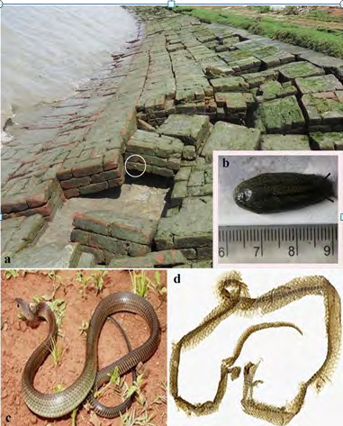 Figure 1: Sampling area and micro-habitat (white circle) of the _Onchidium tigrinum_ (a). b, An individual slug. The scale was in centimeters. c, A individual non-poisonous snake (_Ptyas mucosus_)_._ d, Shed skin of the _Ptyas mucosus._