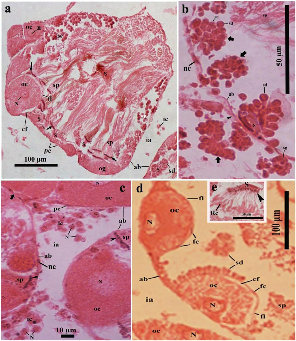 Figure 3: Light microscopic photomicrograph of a part of the ovotestis of control (in Pot-A) _Onchidium tigrinum_. a, The acinar space composed of several typical sperm bundles with some developing spermatogenic cells and they were distributed throughout the acinar space. Developing oocytes were restricted to the cortex region of the acini and were surrounded by a distinct follicular layer. Arrow indicates the head of the sperm bundle. b, A portion of the acinus showed the series of cell pyramids (bold arrow) of the developing spermatogenic cells. Note the distinct acinar junction (arrow head) of two adjacent acinar boundaries. c, Bunch of the interacinar cells with distinct nucleus in the interacinar zone. Arrow head indicates the nucleus of the sperm bundle, bold arrow indicates the interacinar junction. d, Developing oocytes were surrounded by a well-developed follicular layer with distinct follicle cells. e, A bunch of developing spermatids which heads (arrow head) were inserted into a portion of the Sertoli cell (S). Note the residual cytoplasm (Rc) of developing spermatids at the tail region. Abbreviation: ab, acinar boundary; cf, follicular cleft; fl, follicular layer; ia, interacinar zone; ic, interacinar cell; n, nucleolus; N, nucleus; og, oogonium; oc, oocyte, pc, periacinar cell; S, Sertoli cell; sc, spermatocyte; sd, spermatid; sg, spermatogonium; sp, sperm.