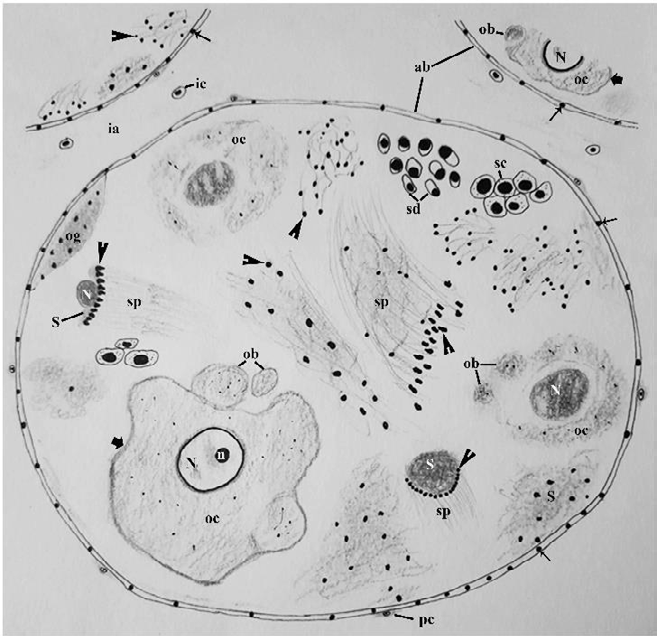 Figure 9: Schematic representation of an acinus in the ovotestis of MP+SSAE treated _Onchidium tigrinum_. Overall ornamentations of the acinar constituents were drastically deteriorated with granulated acinar boundary. The oocyte lacks the follicular layer. Note the thickening of nuclear membrane of the oocyte nucleus. The oolemma bulges outward and separated as small ooplasmic blebs (ob) from the oocyte. Note the bare nucleus of the Sertoli cell. Sperms in the sperm bundle contained bead-like heads. Abbreviation: ab: acinar boundary; cf: follicular cleft; fl: follicular layer; ia: interacinar zone; ic: interacinar cell; n: nucleolus; N: nucleus; og: oogonium; oc: oocyte, pc: periacinar cell; S: Sertoli cell; sc: spermatocyte; sd: spermatid; sg: spermatogonium; sp: sperm. Thin arrow, granule in the acinar boundary; bold arrow, oolemma of oocyte, arrow head, sperm head.