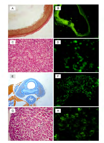 Figure 1: ## Discussion