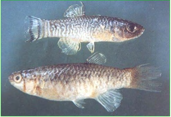 Figure 9: Hand net for collection of fish.