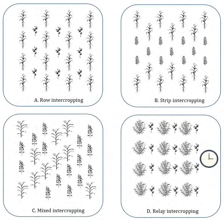 Figure 1: Schematic diagrammes showing basic patterns of intercropping
