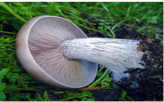 Figure 2: Clitocybe nuda, (Photo was taken by Evan Casey. Locality: United States, California, San Bernardino, Yucaipa (Cited in: https://mycoportal.org).
