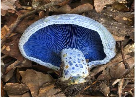 Figure 3: Lactarius indigo, (Photo was taken by: Patricia R. Miller. Locality: USA, Mississippi, Grenada, Grenada Dam, (Cited in: https://mycoportal.org).