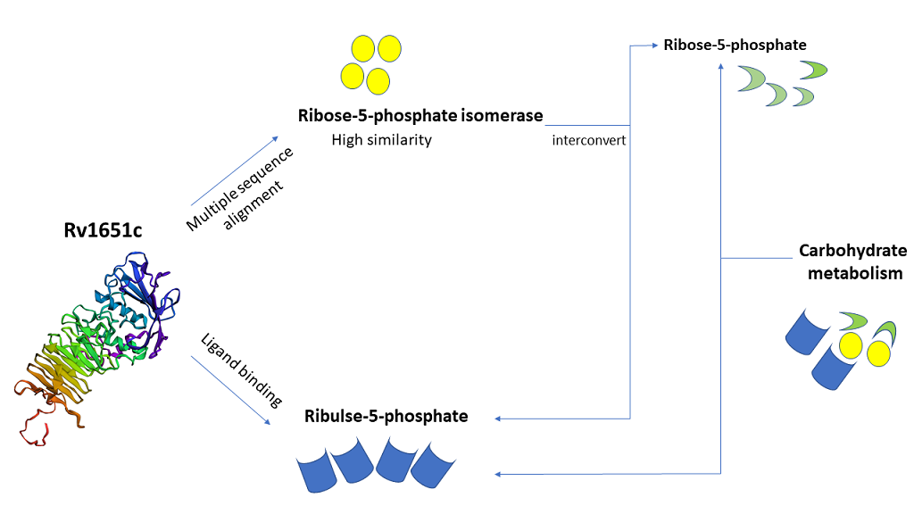 Figure 1: Multiple sequence alignment of Rv1651c with ribose-5-phosphate isomerase and its orthologues: The multiple sequence alignment of Rv1651c with ribose-5-phosphate isomerase and its orthologues using MUSCLE server shows several regions of similarity.