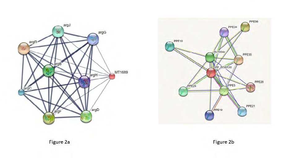 Figure 3: MHC-II binding sites of Rv1651c using HLApred server: Some of the MHC-II binding sites of the 9 alleles of protein Rv1651c are shown in the figure.