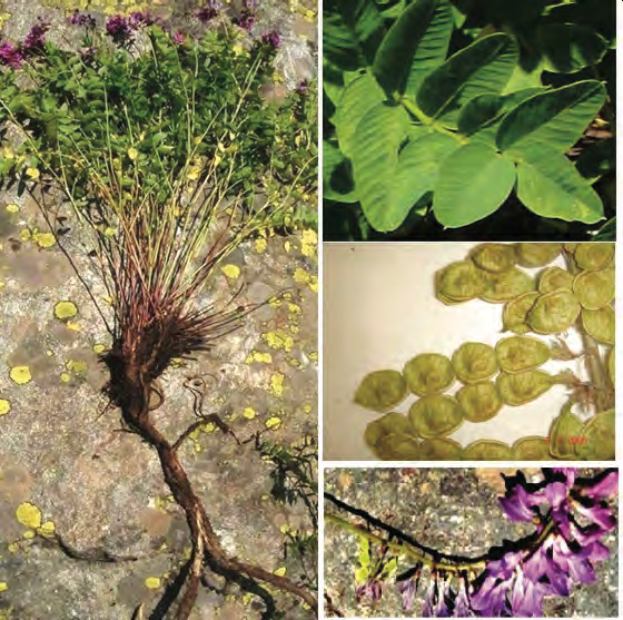 Figure 1: Life form of Hedysarum caucasicum Bieb.(Mountain Alibek at an altitude of 2,200 m (Dombay District, Karachaevo- Cherkessya).