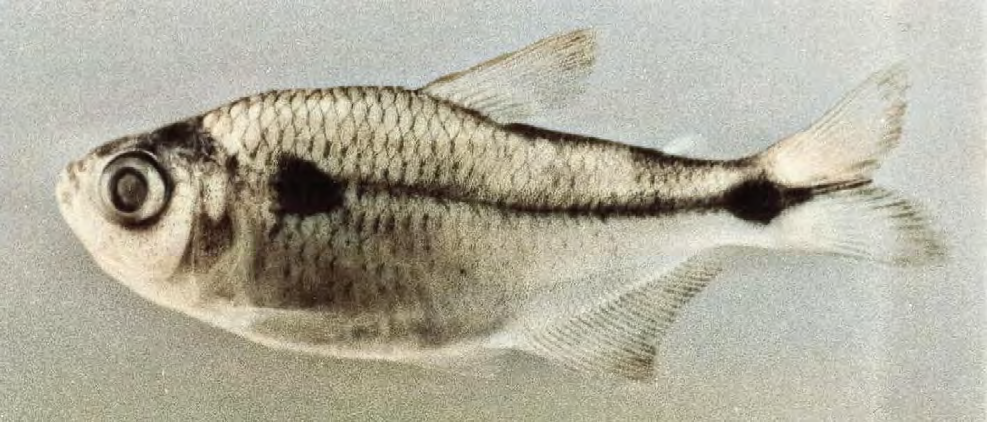 Figure 4: MNRJ 20285, _Astyanax viridis_ sp. n. Salgado, 2021, 45.5 mm SL, Paratype, Paraíba do Sul river, near to Paraíso locality Road, Magé, Rio de Janeiro, Brazil, 22°30’11”S 42°53’40”W.