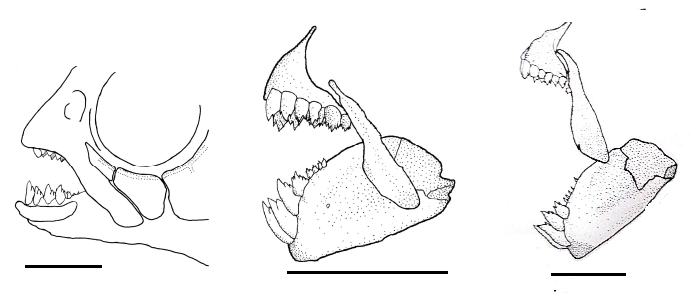 Figure 5: Larger dentary teeth of (A) (5 larger teeth) BMNH 1917.7.14.15, _Astyanax scabripinnis_, 68.5 mm SL, Holotype, drainage of Guanabara Bay, Rio de Janeiro, Rio de Janeiro, Brazil. (B) (4 larger teeth) MNRJ 17456, _Astyanax_ aff. _bimaculatus_, 45.7 mm SL, Tanque stream (tributary of the right bank of the Paraíba do Sul river), locality of Passa Três, Carmo, Rio de Janeiro, Brazil.(C) (4 larger teeth) MNRJ 11009, _Astyanax viridis_ sp. n. Salgado, 2021, 82.5 mm SL, Fundo river, Maricá, Rio de Janeiro, Brazil. (Bars scale = 5.0 mm).