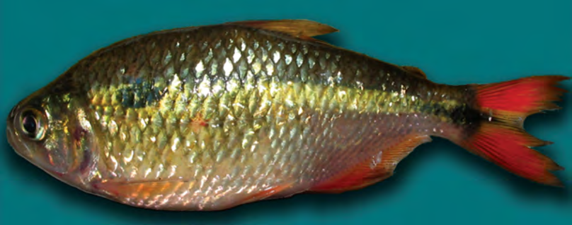 Figure 7: _Astyanax viridis_ sp. n. Salgado, 2021: live and released specimen from Mariquita river, Guapiaçu, Cachoeiras de Macacu, Rio de Janeiro, Brazil.