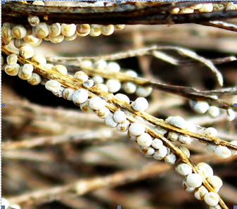 Figure 2: Diderma niveum on Artemisia juncea Figure 3: Diderma niveum on Artemisia juncea • _Diderma spumarioides_ (Fr. & Palmquist) Fr. -on various plant residues; IG, below Boskul Lake, 19.09.1959, I.N. Golovenko. • _Diderma testaceum_ (Schrad.) Pers. -on _Picea schrenkiana_, SAG, along the Battery River, 27.09.1958, I.N. Golovenko; IG, 18.09.1958, I.N. Golovenko. • _Didymium macrospermum_ Rostaf. -on dry grasses, BAG, 13.07.1958, I.N. Golovenko. • _Didymium serpula_ Fr. -on _Populus tremula_ L., BAG, spruce forests along the Battery River, 07.10.1958, I.N. Golovenko. • _Didymium squamulosum_ (Alb. & Schwein.) Fr. -on _Picea_ _schrenkiana_, below the Issyk lake, 01.08.1962, N.M. Filimonova. • _Lepidoderma tigrinum_ (Schrad.) Rostaf. -on _Picea_ _schrenkiana_, SAG, Lebedev canyon, 22.09.1954, I.N. Golovenko. • _Mucilago crustacea_ P. Micheli ex F.H. Wigg. -on dry grasses, leaves and branches of shrubs, SAG, the northern slope of the Cross Mountain, 12.09.1946, M.N. Kuznetsova.