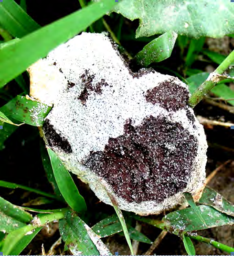 Figure 4: _Fuligo candida_ on Poaceae.