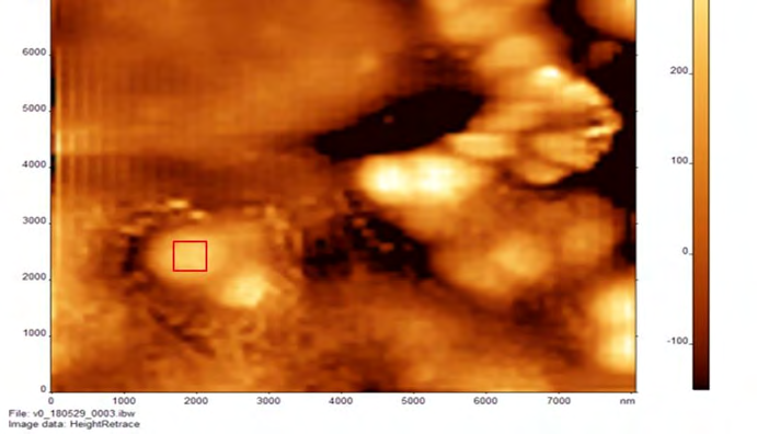 Figure 1: AFM images of S. bovis incubated with different antibacterial agents at the beginning of exposure (0 hours) This is a figure. a) AFM image of S. bovis incubated with Virginiamycin in air at 0 hours (b) AFM image of S. bovis incubated with tylosin phosphate in air at 0 hours.