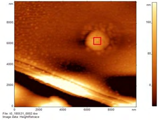 Figure 2: AFM images of _S. bovis_ incubated with tylosin phosphate in air at 0 hour at increasing magnification under phase imaging. (a) The top image includes a zoom out of a bacterial cell, while the bottom includes a closer image. (b) This image includes a phase image, which is a reconstructed image derived from height deflection data. A flattened surface and structure can be observed, which demonstrates accuracy of height image data. Phase image does not show the roughness of the surface; however, they show chemical composition of the sample.