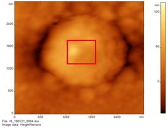 Figure 3: AFM images of S. bovis incubated with Virginiamycin in air at 24 hours. (a) A zoomed-out image showing a cluster of spherical bacteria can be seen. (b) Zooming in, a single bacterium can be again honed-in on. Examination reveals an incompletely rounded shape.