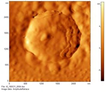 Figure 4: AFM images of _S. bovis_ samples at 1hr and 24 hr time-points (a) AFM image of _S. bovis_ incubated with Virginiamycin (Cayman Chemical) in air at 1 hour. A curvy surface can be observed. (b) AFM image of _S. bovis_ incubated with tylosin phosphate in air at 1 hour. (c) AFM image of _S. bovis_ incubated with Virginiamycin (Cayman Chemical) in air at 24 hours. This is a further zoomed out image of 3a and 3b (d) AFM image of _S. bovis_ incubated with tylosin phosphate in air at 24 hours. Bacteria in this image are more spread out incomparison to those in 4c.