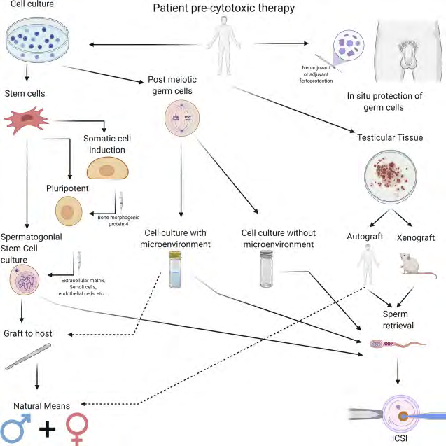 Figure 3: Courtesy ref no -33-Future directions: experimental and investigational approaches to fertility preservation. Numerous experimental and investigational methods are currently under study to facilitate fertility preservation in males. A wide array of techniques is considered, including fertoprotection, tissue grafting, cell culture, and stem cell techniques. ICSI = intracytoplasmic sperm injection.