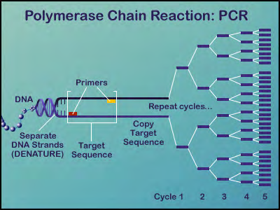 Figure 1: The amplified DNA samples were kept at 60.0 ºC for an hour and then at 4.0 ºC till the separation of STRs. PCR produces millions of DNA fragments of different sizes. Amplified products were separated and detected using 3500 Genetic Analyzer [27] and analyzed using GeneMapper® ID-X Software V 1.5. The separation of different fragments of DNA molecules based on their sizes was achieved by capillary electrophoresis. Simultaneous amplification of 16 STR Loci was completed and analyzed [28,29]. DNA profiles obtained were interpreted by comparing them with each other.