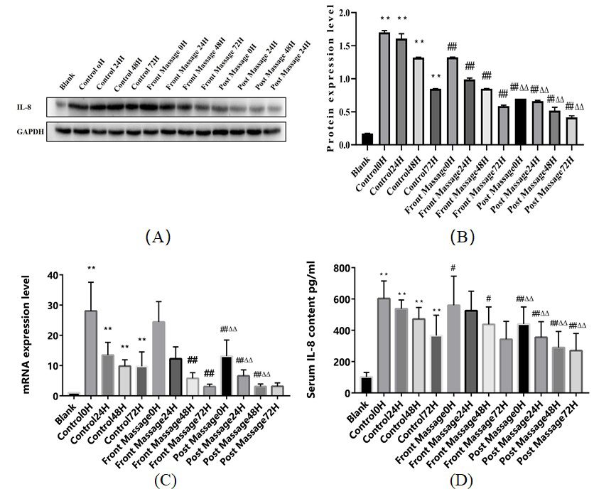 Figure 3: Changes of IL-8 expression in DOMS rats. Data were mean±SEM. A. Western blot analysis IL-8 protein expression in rats. ** P< 0.01 compared Blank group; ## P< 0.01 compared with the control group in the same period; ΔΔ P< 0.01 compared with the front massage groups in the same period; B. PCR detection for IL-8 mRNA. ** P< 0.01 compared Blank group; ## P< 0.01 compared with the control group in the same period; ΔΔ P< 0.01 compared with the front massage groups in the same period; C. ELISA showed the IL-8 content in rats. ** P< 0.01 compared Blank group; # P< 0.05 compared with the control group in the same period; ΔΔ P< 0.01 compared with the front massage groups in the same period.