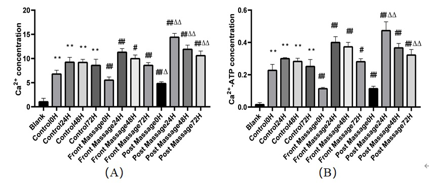 Figure 5: Changes of Ca2+, Ca2+-ATPase concentration in DOMS rats. A. Changes of Ca2+ concentration. ** P< 0.01 compared with blank group; # P< 0.05 compared with the control group in the same period; # P< 0.05 compared with the control group in the same period; Δ P< 0.05 compared with the front massage groups in the same period; ΔΔ P< 0.01 compared with the front massage groups in the same period. B. Changes of Ca2+ -ATPase concentration. ** P< 0.01 compared with blank group; ## P< 0.01 compared with the control group in the same period; ΔΔ P< 0.01 compared with the front massage groups in the same period.
