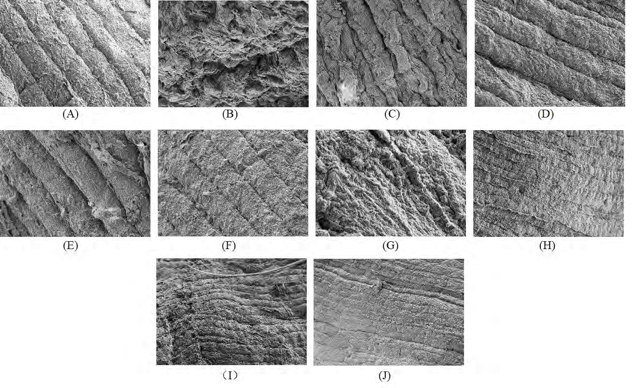Figure 6: Changes of myofibrils and filaments of gastrocnemius in DOMS rats. a. blank group b. control group c. front massage 0h group d. front massage 24h group e. front massage 48h group f. front massage 72h group g. post massage 0h group h. post massage 24h group i. post massage 48h group j. post massage 72h group.