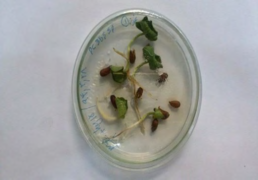 Figure 11: Cultivation of seeds from transgenic plants (F1) in selective culture medium containing hygromycin.