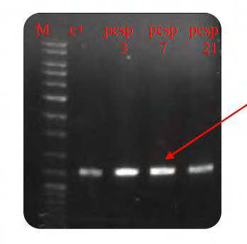 Figure 2: Confirmation of gene transfer process on pCAMBIA1304 vector using PCR reaction. (M: 1kb DNA ladder، c+: positive control، MaSp1gene: MaSp1).