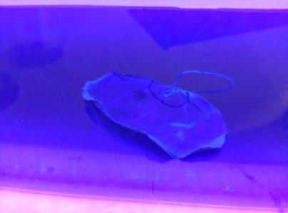 Figure 6: Transient expression of GFP in cotton leaf by infiltration.