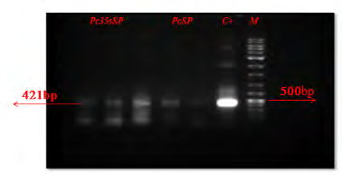 Figure 8: PCR product of MaSp1 gene (synthetic sequence based on 400 bp MaSp1 gene) from leaves of transgenic seedlings (M: 1kb DNA ladder, c +: positive control, pc35sSp and PcSp: MaSp1 gene with different promoter and restriction site).
