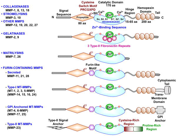 Figure 1: Courtesy reference no-1-Major MMPs subtypes and their structure. A typical MMP consists of a propeptide, a catalytic metalloproteinase domain, a linker peptide (hinge region), and a hemopexin domain. The propeptide has a cysteine switch PRCGXPD whose cysteine sulfhydryl (–SH) group chelates the active site Zn2+, keeping the MMP in the latent pro MMP zymogen form. The catalytic domain contains the Zn2+ binding motif HEXXHXXGXXH, two Zn2+ ions (one catalytic and one structural), specific S1, S2,…Sn and S1′, S2′,…Sn′ pockets, which confer specificity, and two or three Ca2+ ions for stabilization. Some MMPs show exceptions in their structures. Gelatinases have 3 type-II fibronectin repeats in the catalytic domain. Matrilysins have neither a hinge region nor a hemopexin domain. Furin-containing MMPs such as MMP-11, 21 and 28 have a furin-like pro- protein convertase recognition sequence in the propeptide C-terminus. MMP-28 has a slightly different cysteine switch motif PRCGVTD. Membrane-type MMPs (MT-MMPs) typically have a transmembrane domain and a cytosolic domain. MMP-17 and -25 have a glycosylphosphatidylinositol (GPI) anchor. MMP-23 lacks the consensus PRCGXPD motif, has a cysteine residue located in a different sequence ALCLLPA, may remain in the latent inactive proform through its type-II signal anchor, and has a cysteine-rich region and an immunoglobulin-like proline-rich region.