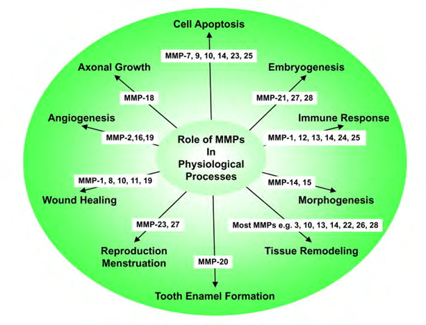 Figure 2: Courtesy ref no-1-Representative roles of MMPs in physiological processes.