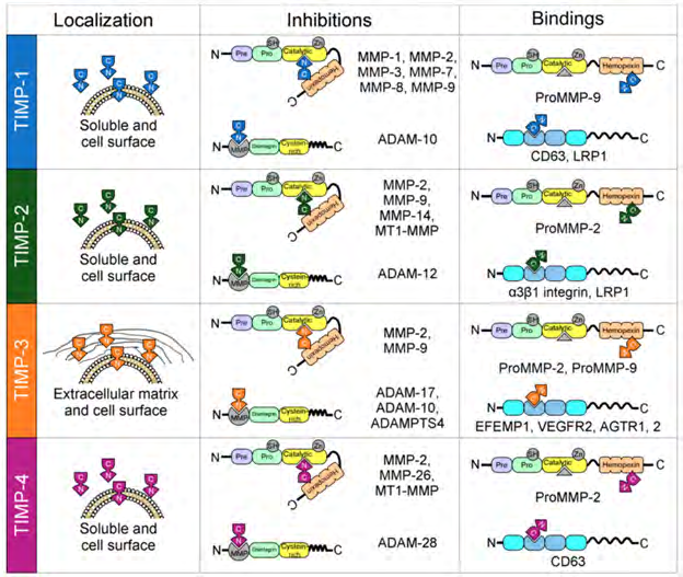 Figure 3: Courtesy ref no-2-Localization and interactions between tissue inhibitors of matrix metalloproteases (TIMPs) and matrix metalloproteases (MMPs). All TIMPs are secreted, but only TIMP-3 is incorporated into the matrix. Structurally, TIMPs are comprised of two domains that pack side-by-side (N-terminal and C-terminal domains). The N-terminal domain is sometimes referred to as the “inhibitory domain”. TIMP-1 inhibits MMP-1–3 and MMP-7–9; TIMP-2 inhibits MMP-2, MMP-9, MMP-14, and membrane-type matrix metalloproteases 1 (MT1-MMP); TIMP-3 inhibits MMP-2 and MMP-9; and finally, TIMP-4 inhibits MMP-2, MMP-26, and MT1-MMP. In addition, TIMPs interact with the proforms of MMPs in a non-inhibitory manner, and they also have functions independent of MMP inhibition by directly binding to cell surface receptors (TIMP-1 to CD63; TIMP-2 to α3β1integrin and LRP1; TIMP-3 to EFEMP1, VEGFR2 and AGTR1,2; and TIMP-4 to CD63).