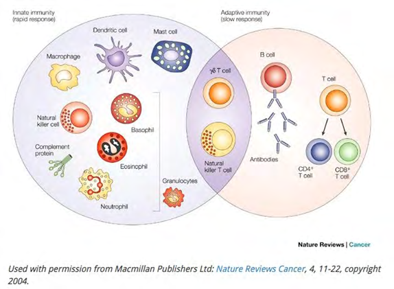 Figure 2: Cells of innate and adaptive immunity.