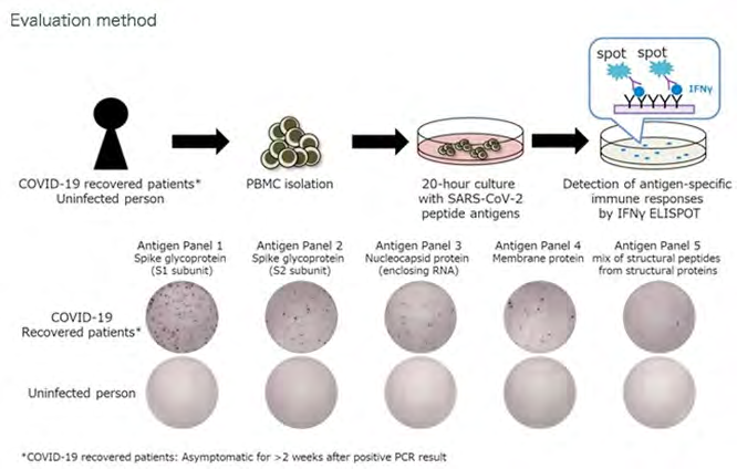 Figure 3: Sequence of the ELISPOT method and results of immune response detection.