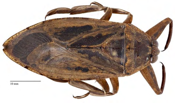 Figure 1: Belostomatidae family of Hemiptera.