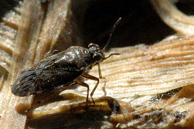Figure 11: Saldidae Family of Order Hemiptera.