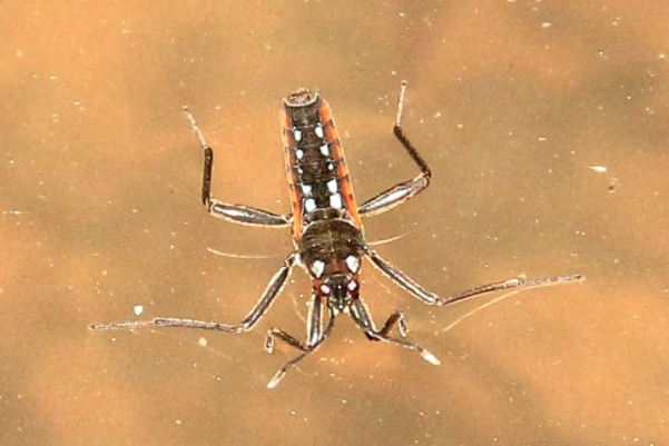 Figure 7: Vellidae (Riffle bug) Family of Order Hemiptera.