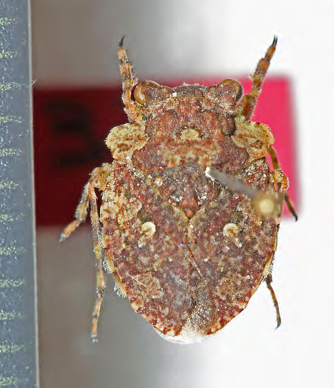 Figure 9: Gelasorocidae Family of Order Hemiptera.